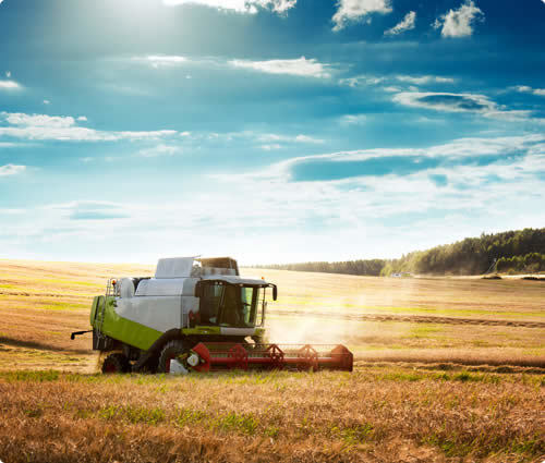 Moissonneuse-batteuse en fonctionnement sur un champ agricole au lever du soleil